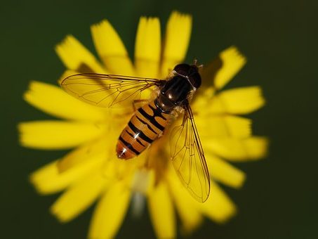 MATRIciel et la biodiversité d'un site