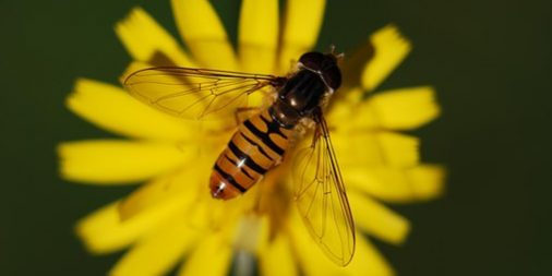 hover-fly-61682__340 MATRIciel et la biodiversité d'un site