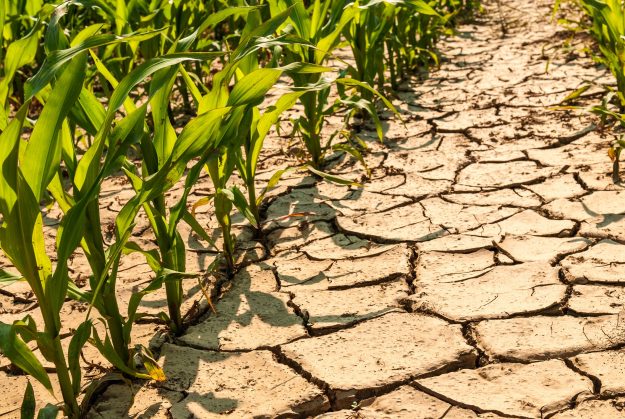 dry corn field MATRiciel et la gestion de l'eau