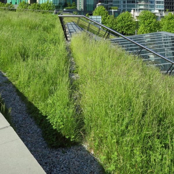 biodiversité Toitures vertes pour favoriser la biodiversité sur le site